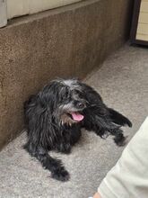 MAYA, Hund, Mischlingshund in Rumänien - Bild 3