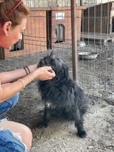 MAYA, Hund, Mischlingshund in Rumänien - Bild 5