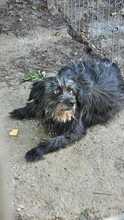MAYA, Hund, Mischlingshund in Rumänien - Bild 6