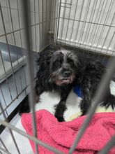 MAYA, Hund, Mischlingshund in Rumänien - Bild 8