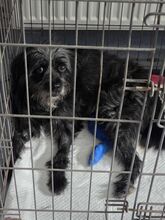 MAYA, Hund, Mischlingshund in Rumänien - Bild 9
