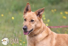 EMA, Hund, Podengo-Mix in Portugal - Bild 1