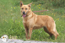 EMA, Hund, Podengo-Mix in Portugal - Bild 2