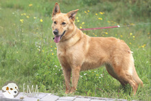 EMA, Hund, Podengo-Mix in Portugal - Bild 3