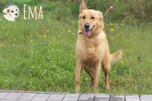 EMA, Hund, Podengo-Mix in Portugal - Bild 4
