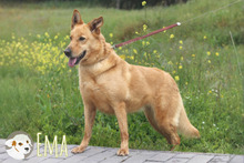 EMA, Hund, Podengo-Mix in Portugal - Bild 5