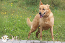EMA, Hund, Podengo-Mix in Portugal - Bild 6