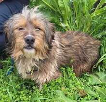 MERLIN, Hund, Mischlingshund in Rumänien - Bild 2