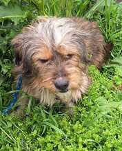 MERLIN, Hund, Mischlingshund in Rumänien - Bild 3