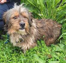 MERLIN, Hund, Mischlingshund in Rumänien - Bild 4
