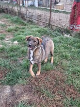 MILO, Hund, Mischlingshund in Rumänien - Bild 1