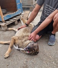 MILO, Hund, Mischlingshund in Rumänien - Bild 10