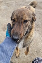 MILO, Hund, Mischlingshund in Rumänien - Bild 12