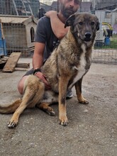 MILO, Hund, Mischlingshund in Rumänien - Bild 2