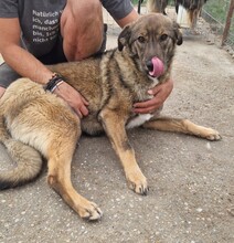 MILO, Hund, Mischlingshund in Rumänien - Bild 5