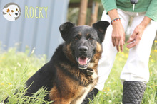 ROCKY, Hund, Deutscher Schäferhund-Mix in Portugal - Bild 1