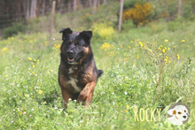 ROCKY, Hund, Deutscher Schäferhund-Mix in Portugal - Bild 2