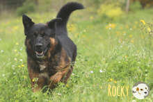 ROCKY, Hund, Deutscher Schäferhund-Mix in Portugal - Bild 3