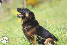 ROCKY, Hund, Deutscher Schäferhund-Mix in Portugal - Bild 4