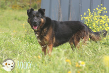 ROCKY, Hund, Deutscher Schäferhund-Mix in Portugal - Bild 5