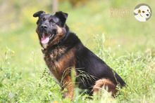 ROCKY, Hund, Deutscher Schäferhund-Mix in Portugal - Bild 6