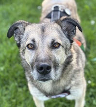YUKI, Hund, Mischlingshund in Halle