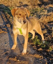 PAUL, Hund, Mischlingshund in Neumarkt