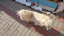 PENNY, Hund, Mischlingshund in Rumänien - Bild 2