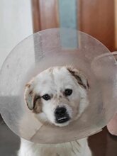 PENNY, Hund, Mischlingshund in Rumänien - Bild 3