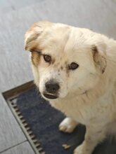 PENNY, Hund, Mischlingshund in Rumänien - Bild 4