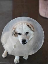 PENNY, Hund, Mischlingshund in Rumänien - Bild 5