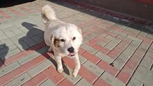 PENNY, Hund, Mischlingshund in Rumänien - Bild 6