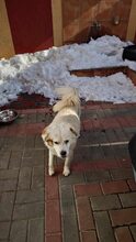 PENNY, Hund, Mischlingshund in Rumänien - Bild 7