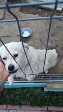 PENNY, Hund, Mischlingshund in Rumänien - Bild 8