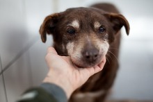 LOTTA, Hund, Mischlingshund in Rumänien - Bild 1