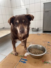 LOTTA, Hund, Mischlingshund in Rumänien - Bild 2