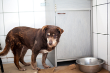LOTTA, Hund, Mischlingshund in Rumänien - Bild 3
