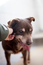 LOTTA, Hund, Mischlingshund in Rumänien - Bild 4