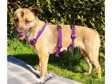 GRACIE, Hund, Mischlingshund in Schwentinental - Bild 2