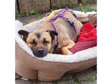 GRACIE, Hund, Mischlingshund in Schwentinental - Bild 4