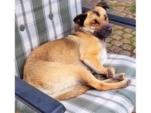 GRACIE, Hund, Mischlingshund in Schwentinental - Bild 5