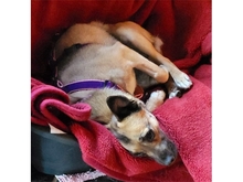 GRACIE, Hund, Mischlingshund in Schwentinental - Bild 6
