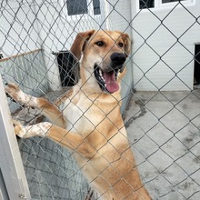 TESSA, Hund, Mischlingshund in Geilenkirchen - Bild 1