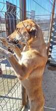 TESSA, Hund, Mischlingshund in Geilenkirchen - Bild 2