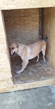 TESSA, Hund, Mischlingshund in Geilenkirchen - Bild 3