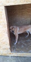 TESSA, Hund, Mischlingshund in Geilenkirchen - Bild 4