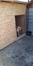 TESSA, Hund, Mischlingshund in Geilenkirchen - Bild 5