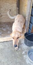 TESSA, Hund, Mischlingshund in Geilenkirchen - Bild 6