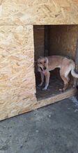 TESSA, Hund, Mischlingshund in Geilenkirchen - Bild 7