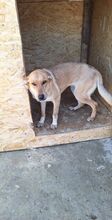 TESSA, Hund, Mischlingshund in Geilenkirchen - Bild 8